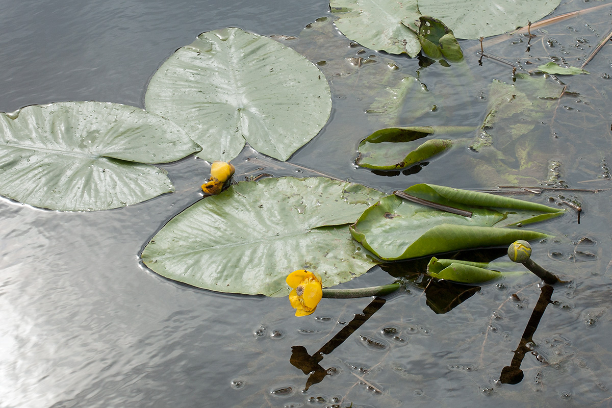 Изображение особи Nuphar lutea.