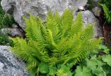 Dryopteris oreades. Взрослое растение. Северная Осетия, Ирафский р-н, долина р. Танадон, ≈ 2300 н.у.м., каменистый склон. 06.07.2016.