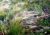 Stipa lessingiana. Цветущие растения в восстанавливающейся степи. Украина, Запорожская обл., Бердянский р-н, западнее с. Сачки. 1 июня 2002 г.