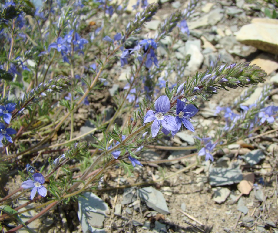 Изображение особи Veronica multifida.