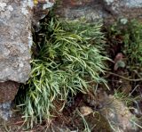 Asplenium septentrionale