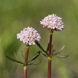 Valeriana tuberosa. Верхушки побегов с соцветиями. Ростовская обл., Октябрьский р-н, вершина склона правого коренного берега р. Аюта. 16.04.2017.