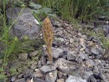 Orobanche gigantea. Зацветающее растение. Южный Казахстан, горы Каракус. 07.05.2007.