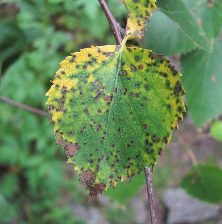 Изображение особи Betula litwinowii.