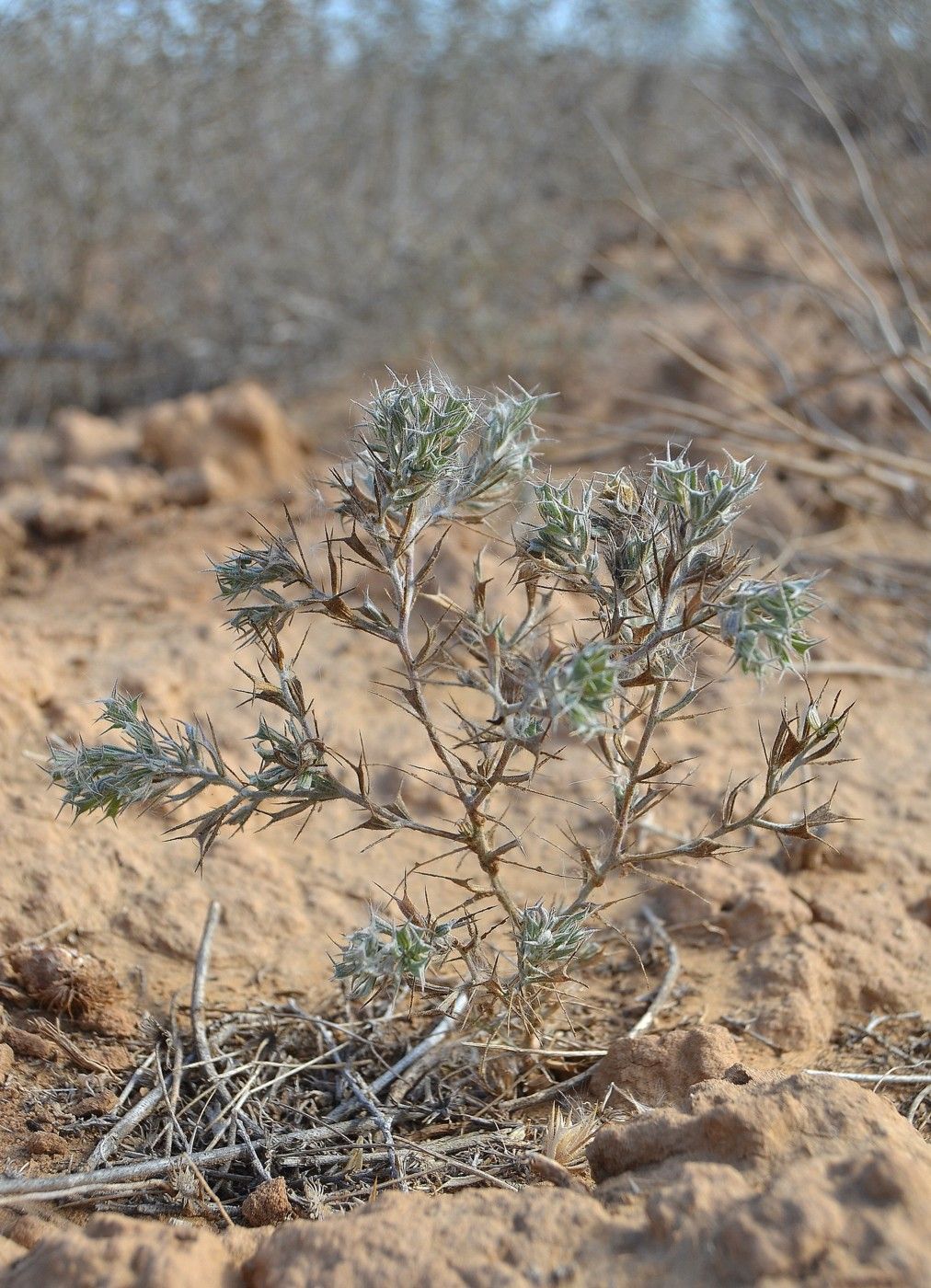 Изображение особи Ceratocarpus arenarius.