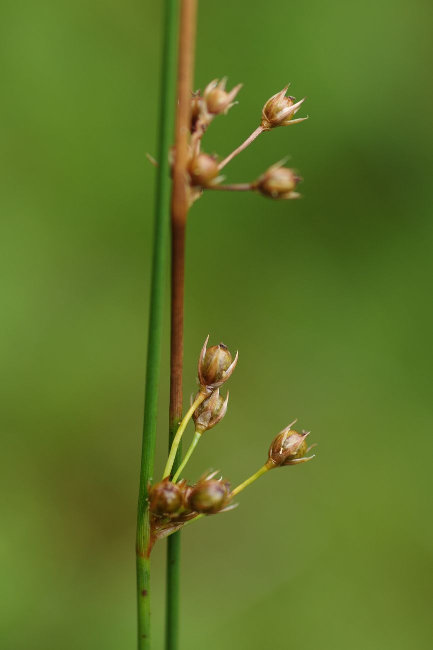 Изображение особи Juncus filiformis.