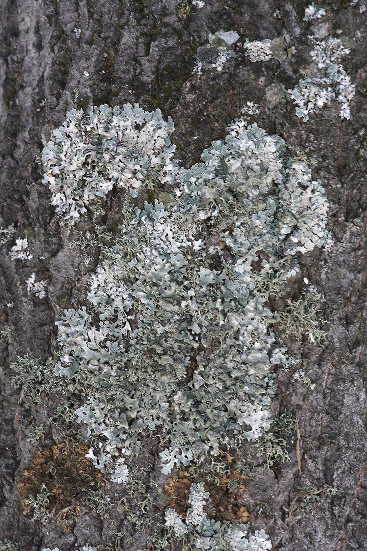 Изображение особи семейство Parmeliaceae.