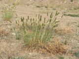 Agropyron cristatum