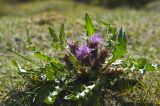 Cirsium esculentum. Цветущее растение. Монголия, аймак Баян-Улгий, сомон Цэнгэл, хребет Монгольский Алтай, берег ручья Бага-Тургэний-Гол. 31.07.2008.