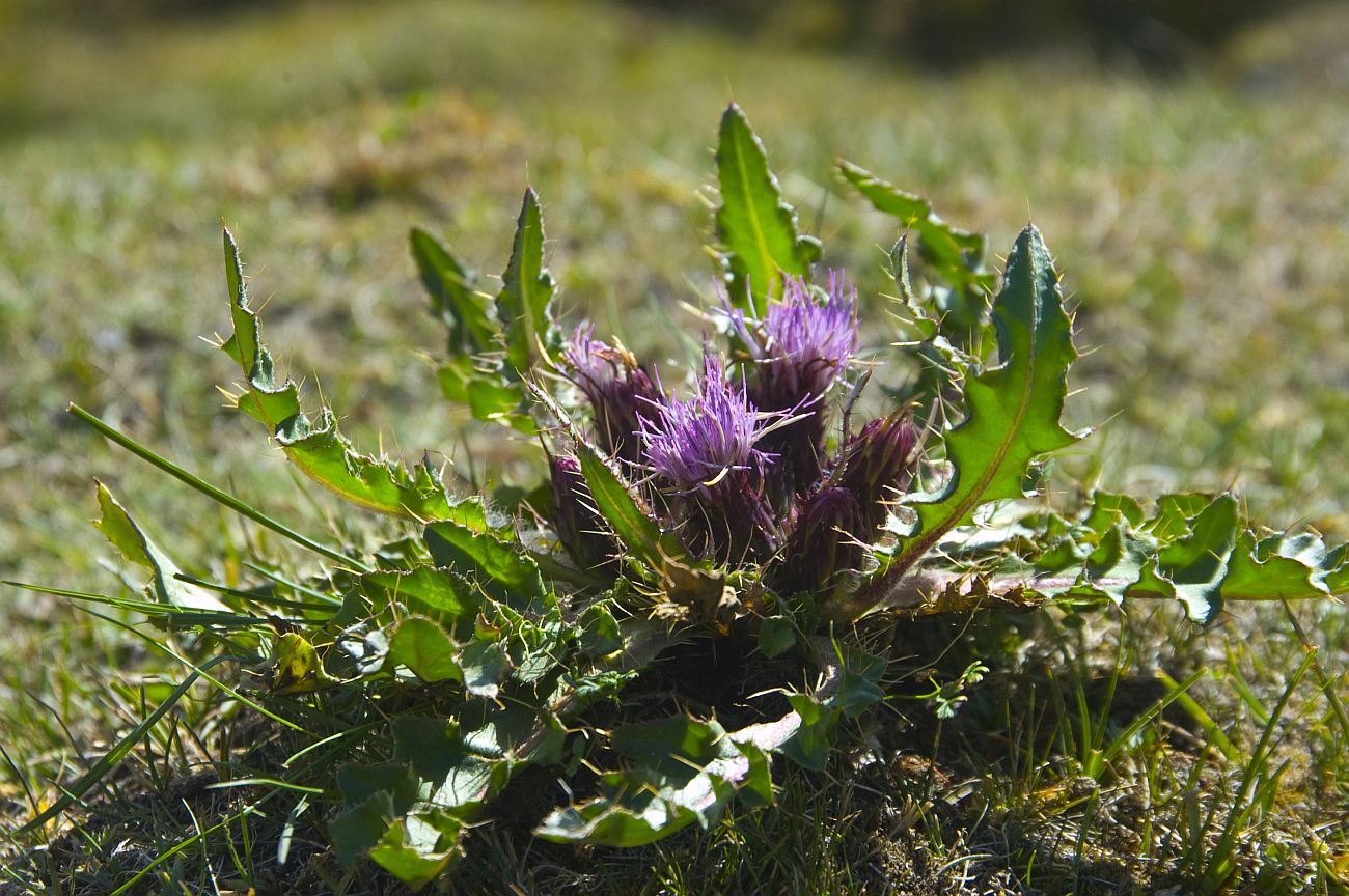 Изображение особи Cirsium esculentum.