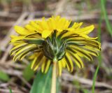 Taraxacum pseudomurbeckianum