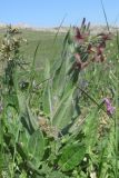 Hesperis tristis. Цветущие растения. Крым, Керченский п-ов, гора Опук. 15.04.2018.