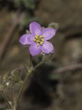 Spergularia fimbriata. Соцветие с бутонами и цветком. Испания, автономное сообщество Канарские о-ва, о-в Фуэртевентура, провинция Las Palmas, муниципалитет La Oliva, восточные окр. пос. El Cotillo, предгорная равнина, пояс суккулентных кустарников, между камней на обочине грунтовой дороги. 11.03.2018.