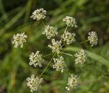 Anthriscus sylvestris. Соцветие. Пермский край, Верещагинский р-н, окр. дер. Усть-Сепыч, долина р. Лысьва, луг. 7 июля 2018 г.