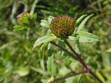 Bidens frondosa