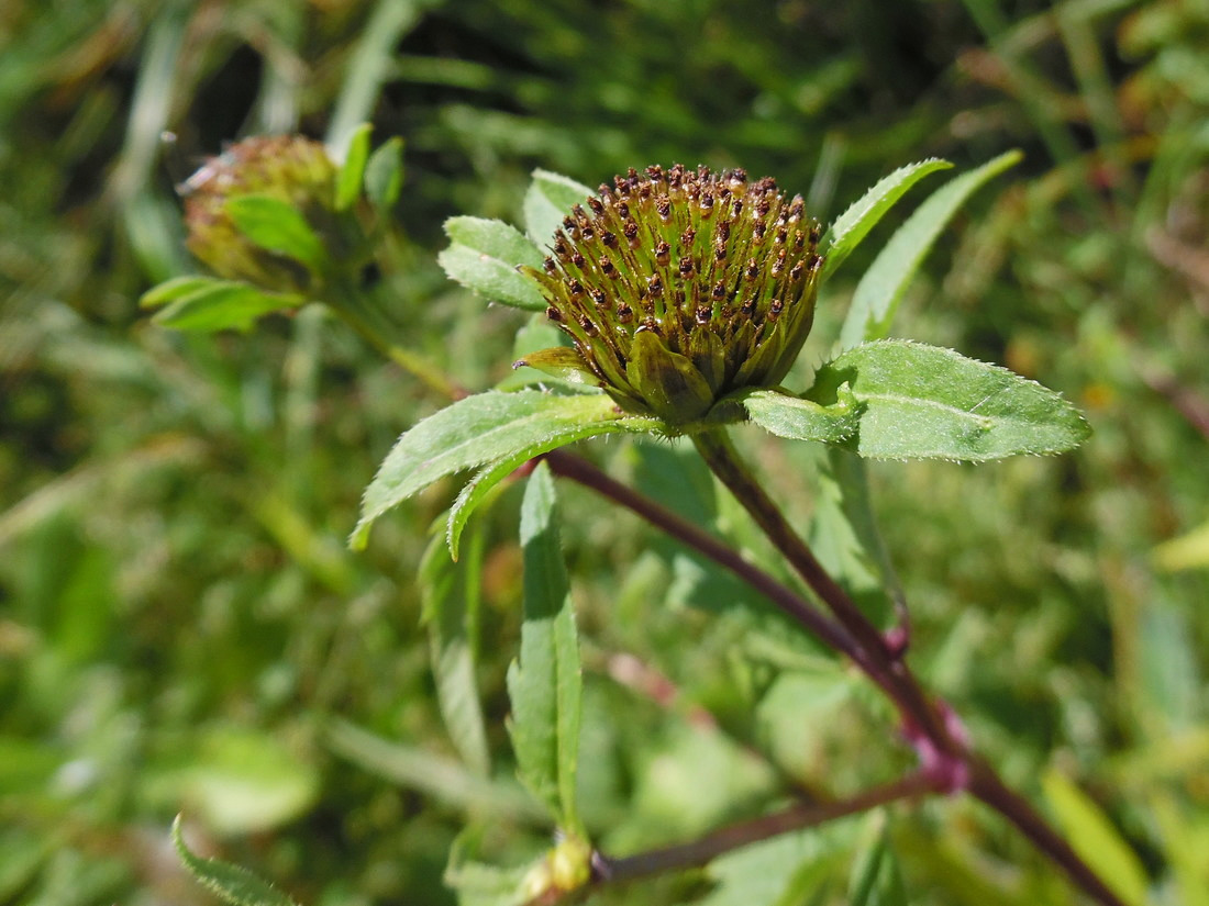 Изображение особи Bidens frondosa.