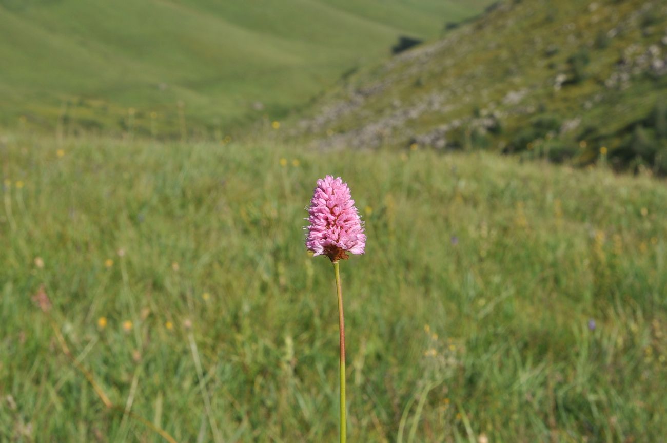 Изображение особи Bistorta carnea.