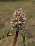 Pedicularis interioroides. Верхушка зацветающего растения. Магаданская обл., окр. г. Магадан, п-ов Старицкого, кустарничково-осоково-моховая тундра. 23.06.2012.