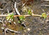 Micranthes foliolosa