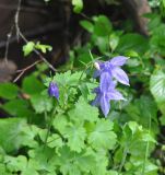 Aquilegia olympica. Верхушка цветущего растения. Грузия, Боржоми-Харагаульский национальный парк, берег руч. Квабисхеви, ≈ 850 м н.у.м, хвойный лес (ель восточная). 26.05.2018.