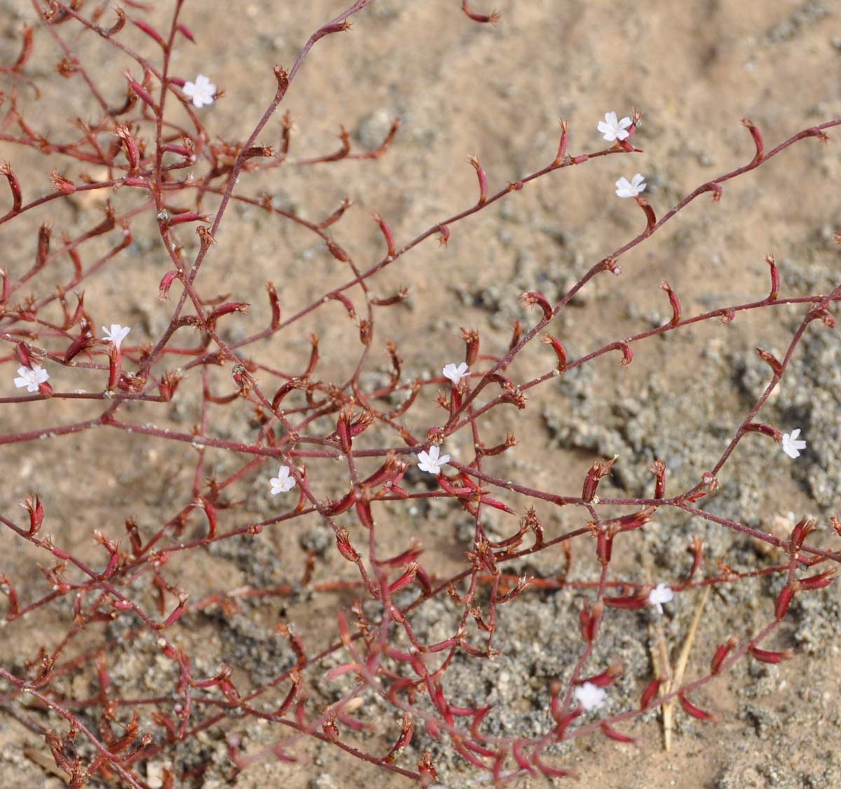 Изображение особи Limonium echioides.