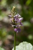 Dactylorhiza fuchsii. Верхушка побега с соцветием. Ленинградская обл., Гатчинский р-н, окр. дер. Авколево, карьер \"Елизаветино\", молодой травяной мелколиственный лес на месте заброшенной грунтовой дороги. 16.06.2019.