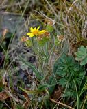 Tephroseris integrifolia