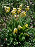 Primula macrocalyx