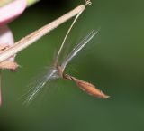 Pelargonium hortorum