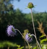 Succisa pratensis. Верхушка цветущего и плодоносящего растения. Башкортостан, Гафурийский р-н, окр. дер. Толпарово, долина р. Зилим, подножие скального массива, которым гора Мамбет обрывается в реку, зарастающий луговой растительностью галечный берег. 1 сентября 2020 г.