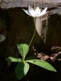 Trientalis europaea