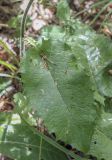 Crepis sibirica