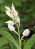 Cephalanthera caucasica. Соцветие. Дагестан, Табасаранский р-н, окр. с. Татиль, просвет в буковом лесу. 8 мая 2022 г.