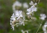 Silene italica