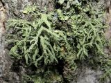 Evernia mesomorpha