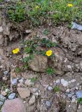 Potentilla reptans