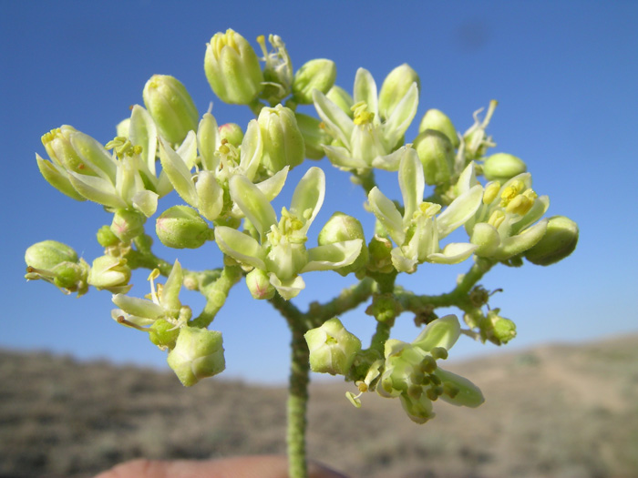 Изображение особи Haplophyllum robustum.
