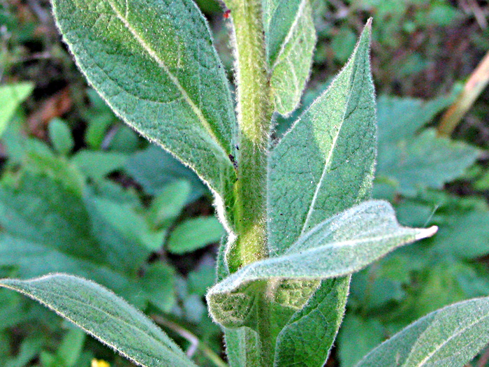 Image of Verbascum &times; semialbum specimen.