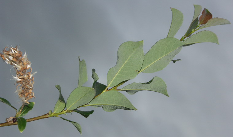 Изображение особи Salix starkeana.
