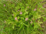 Rubus arcticus