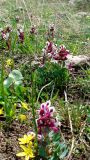 Corydalis erdelii