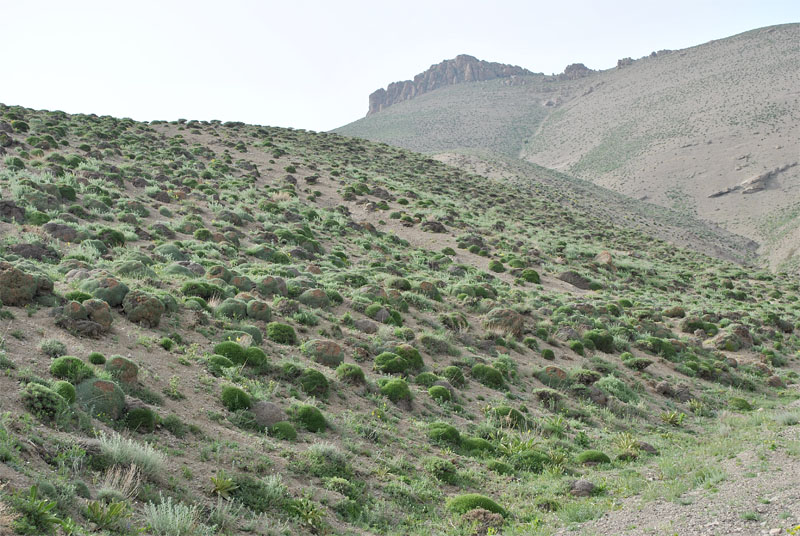Изображение особи Astragalus hohenackeri.