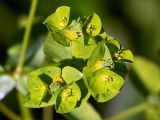 Euphorbia platyphyllos