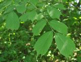 Ulmus laciniata. Ветвь. Приморье, окр. пос. Терней. 14.08.2012.