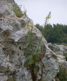 Verbascum levanticum