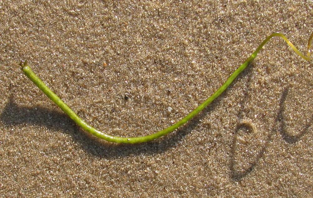 Изображение особи Vallisneria spiralis.