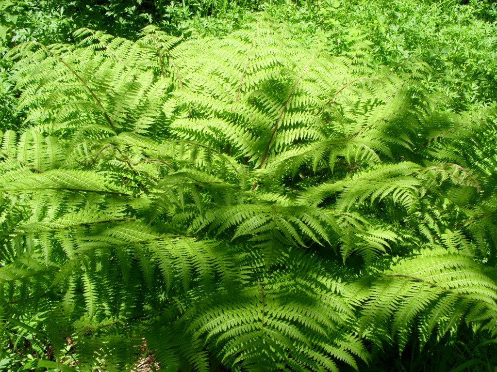 Изображение особи Athyrium monomachii.