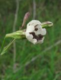 Silene italica. Цветок (пыльники разрушены головнёвым грибом). Крым, Карадагский заповедник, Береговой хребет, шибляк. 6 мая 2013 г.