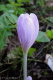 Colchicum autumnale. Раскрывающийся цветок. Украина, Ивано-Франковская обл., Косовский р-н, с. Шешоры, НПП \"Гуцульщина\", окраина сада возле лесничества. 5 сентября 2013 г.