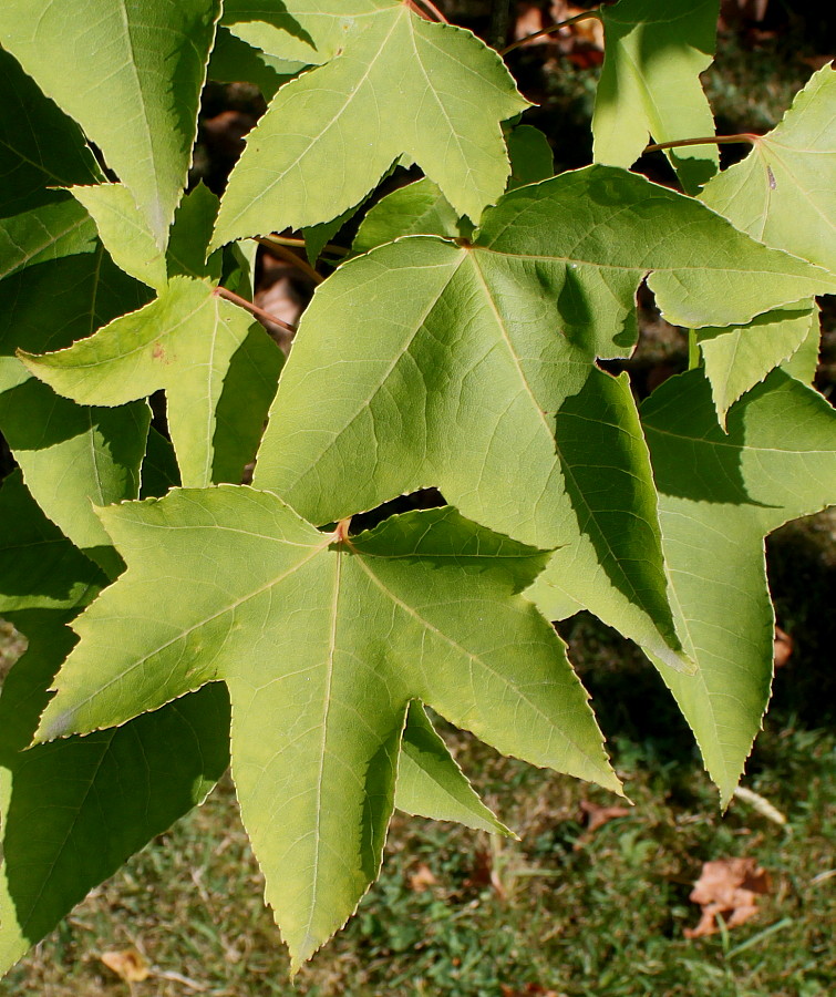 Изображение особи Liquidambar formosana.